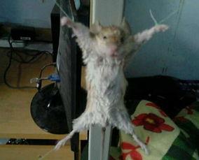 最新爆料老鼠视频,最新老鼠视频曝光，触目惊心现场直击  第1张